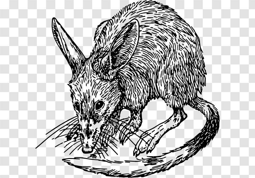 Rat Drawing Bandicoot Clip Art - Organism - Mink Clipart Transparent PNG