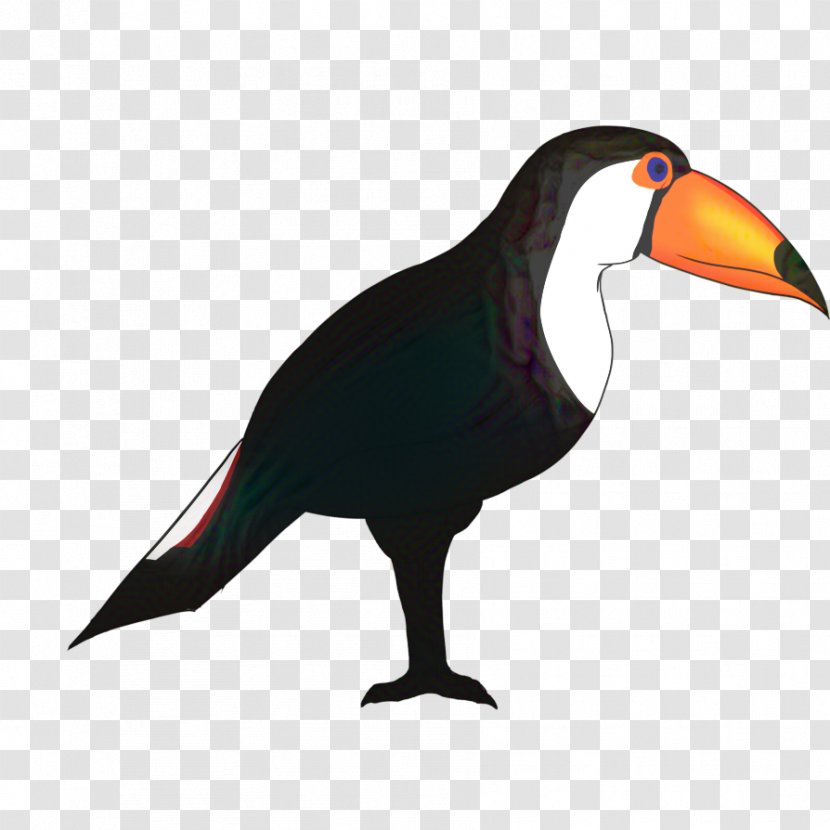 Animal Cartoon - Toucan - Figure Piciformes Transparent PNG