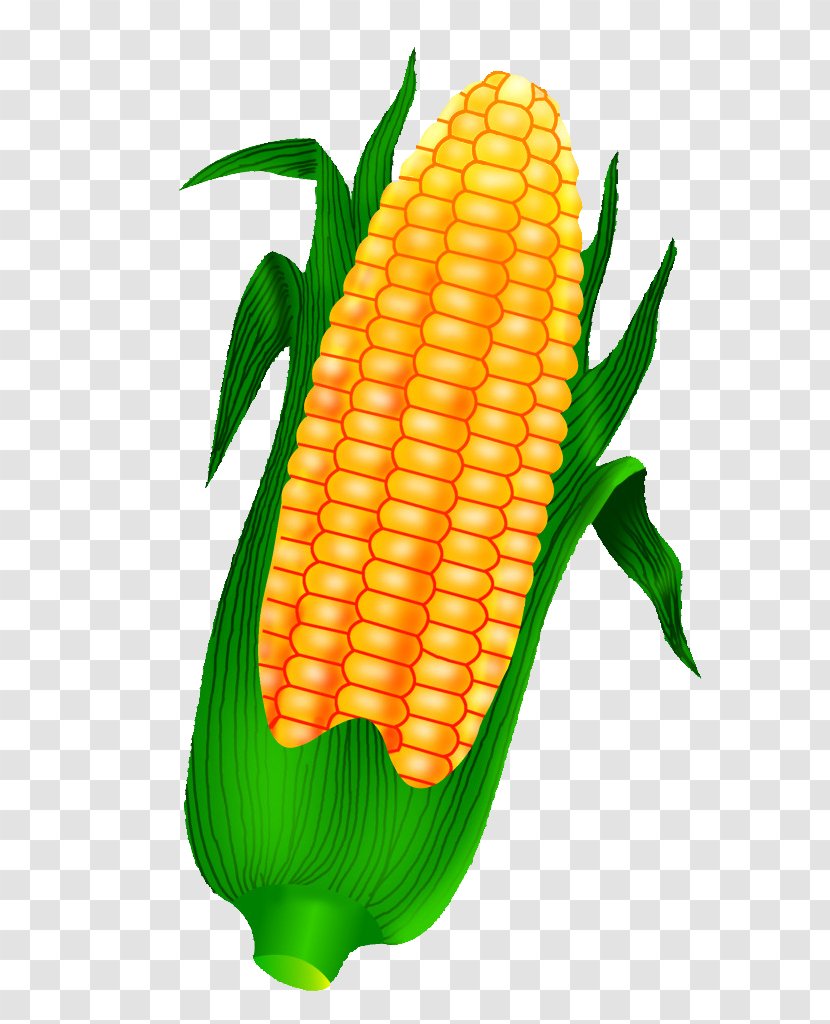 Corn On The Cob Maize Crop - Cartoon - Golden Transparent PNG