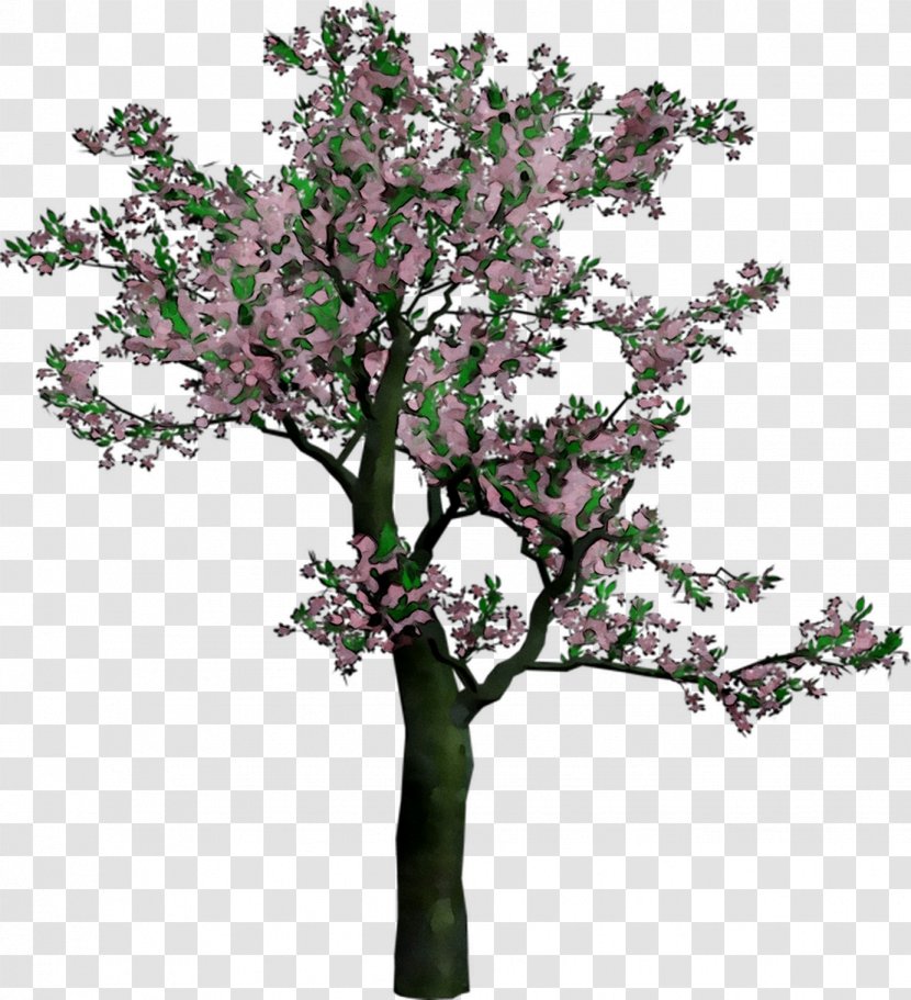 Cherry Blossom Clip Art Image - Plant - Red Bud Transparent PNG
