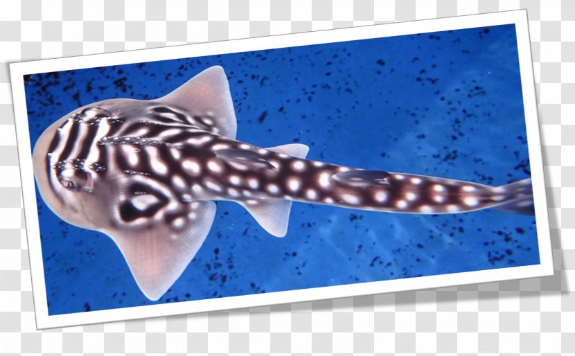 Sharks & Rays Bowmouth Guitarfish Batoidea Chondrichthyes - Cartilaginous Fish - BABY SHARK Transparent PNG