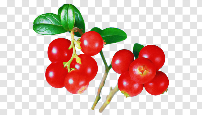 Plant Fruit Natural Foods Lingonberry Berry Transparent PNG