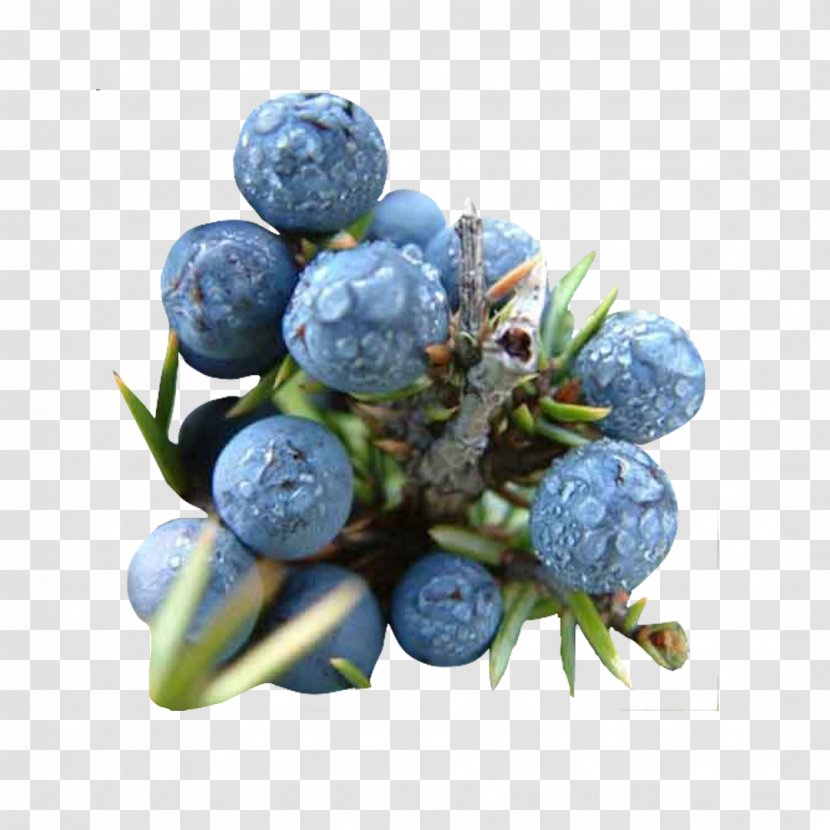 Bilberry Juniper Berry Gin Berries Conifer Cone Transparent PNG
