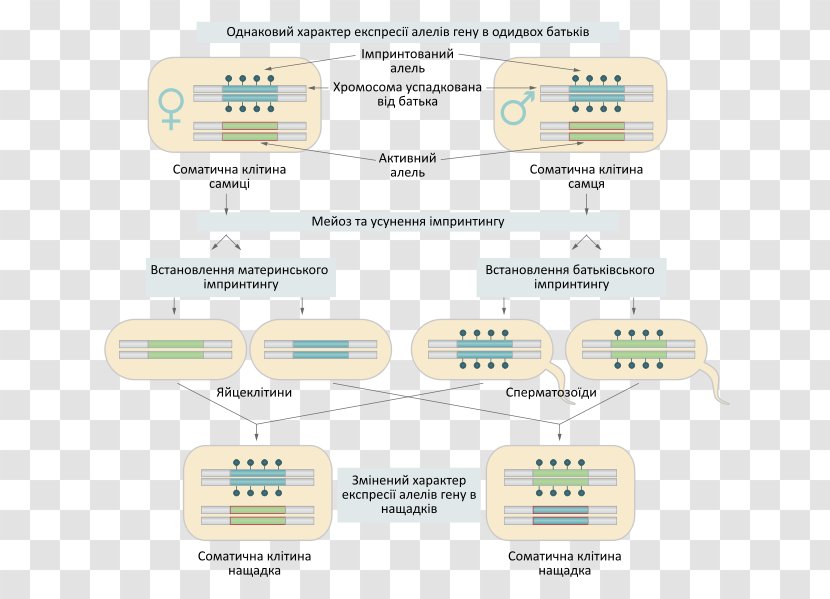 Genomic Imprinting Molecular Maternal Genome - Area Transparent PNG