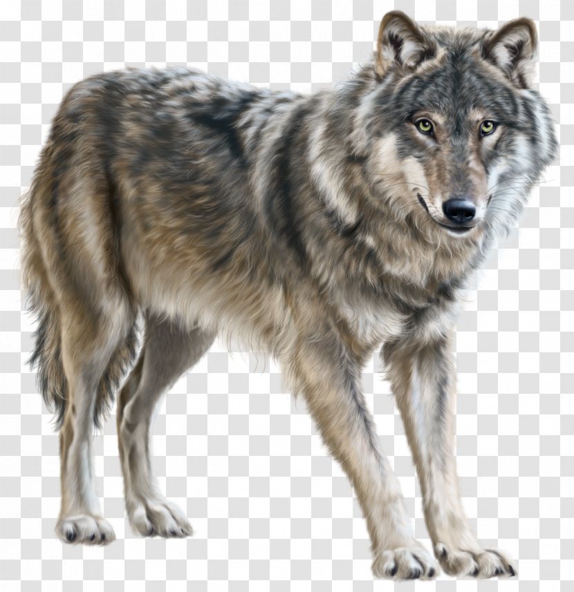 Mongolian Wolf Eurasian Clip Art - Fauna Transparent PNG