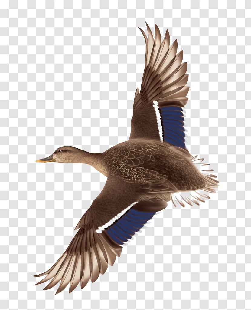 Duck Flight Mallard - Feather - Hand Drawn Flying Ducks Transparent PNG