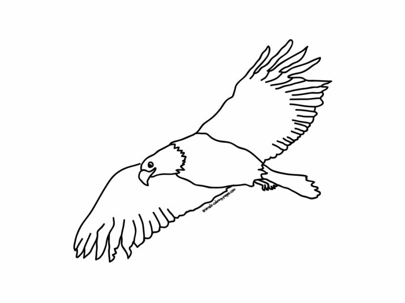 Bird Bald Eagle Drawing Clip Art - Blog - Illustration Transparent PNG