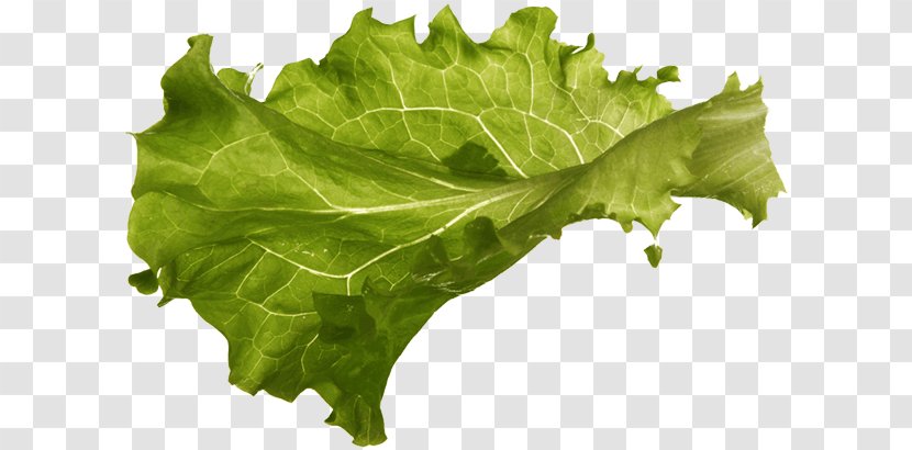 Lettuce Spring Greens Sandwich Vertumnus Vegetable Transparent PNG