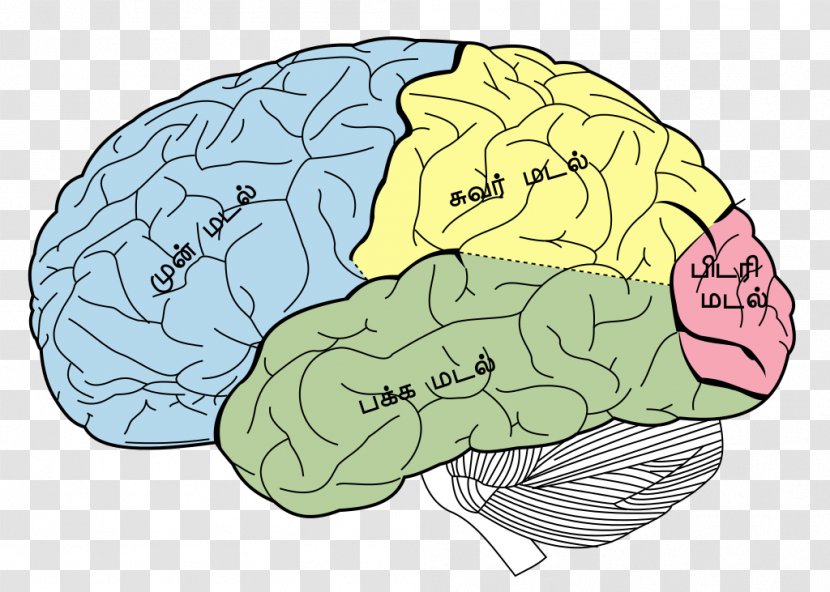 Lobes Of The Brain Parietal Lobe Frontal Temporal - Silhouette Transparent PNG