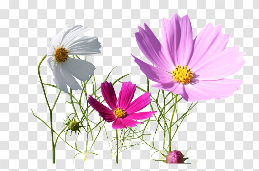 Image Download Vector Graphics - Annual Plant - Three Flowers Clear Transparent PNG