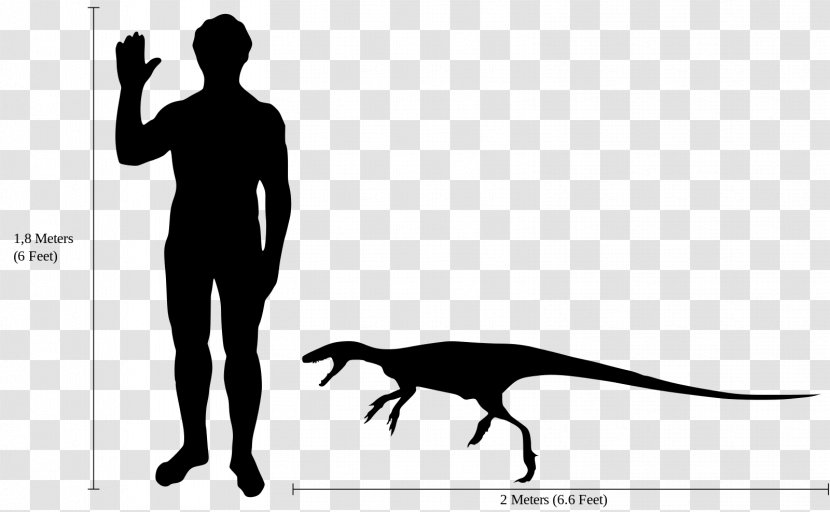 Staurikosaurus Thescelosaurus Microraptor Deinonychus Dilophosaurus - Scale Drawing Transparent PNG