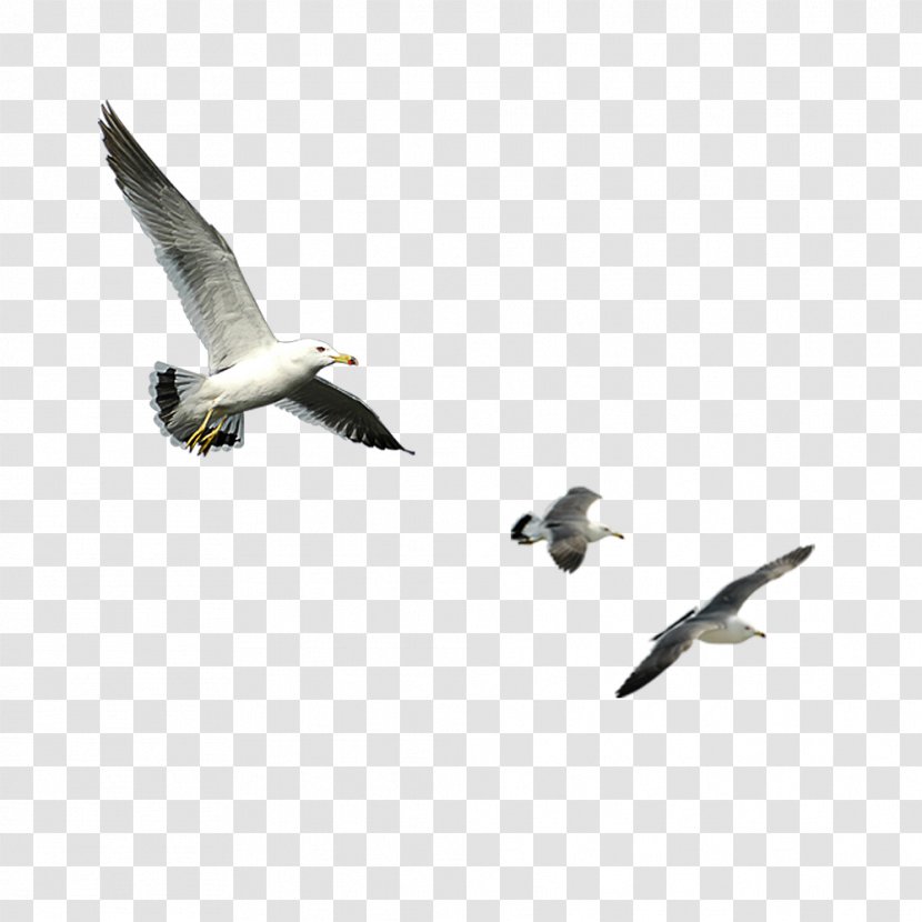 Bird Goose Computer File - Gratis - Flying Transparent PNG