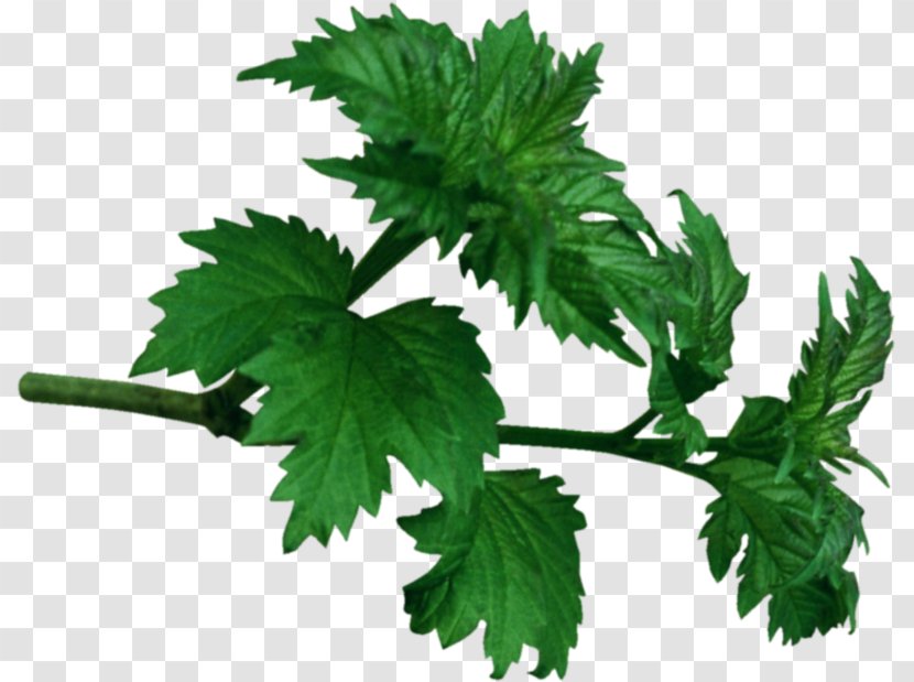 Leaf Red Raspberry Clip Art - Parsley Transparent PNG