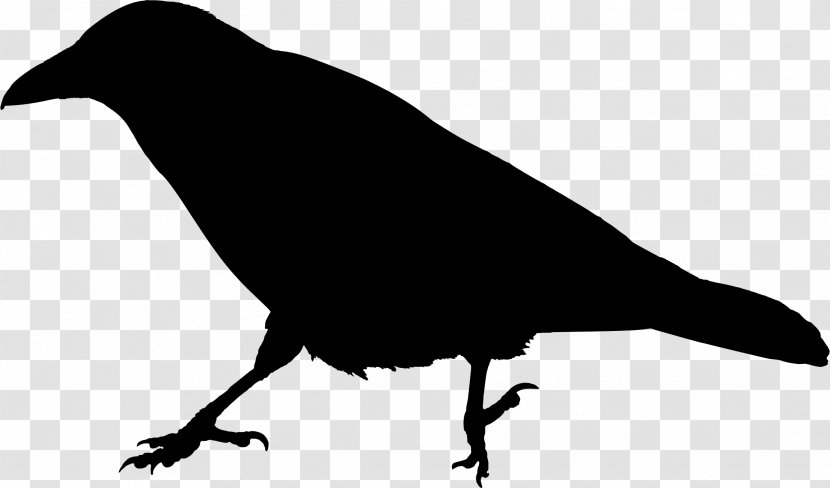 American Crow Bird Raven Clip Art - Beak Transparent PNG