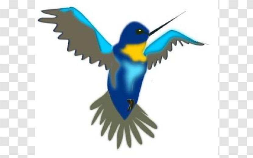 Hummingbird Drawing Cartoon Clip Art - Free Clipart Transparent PNG