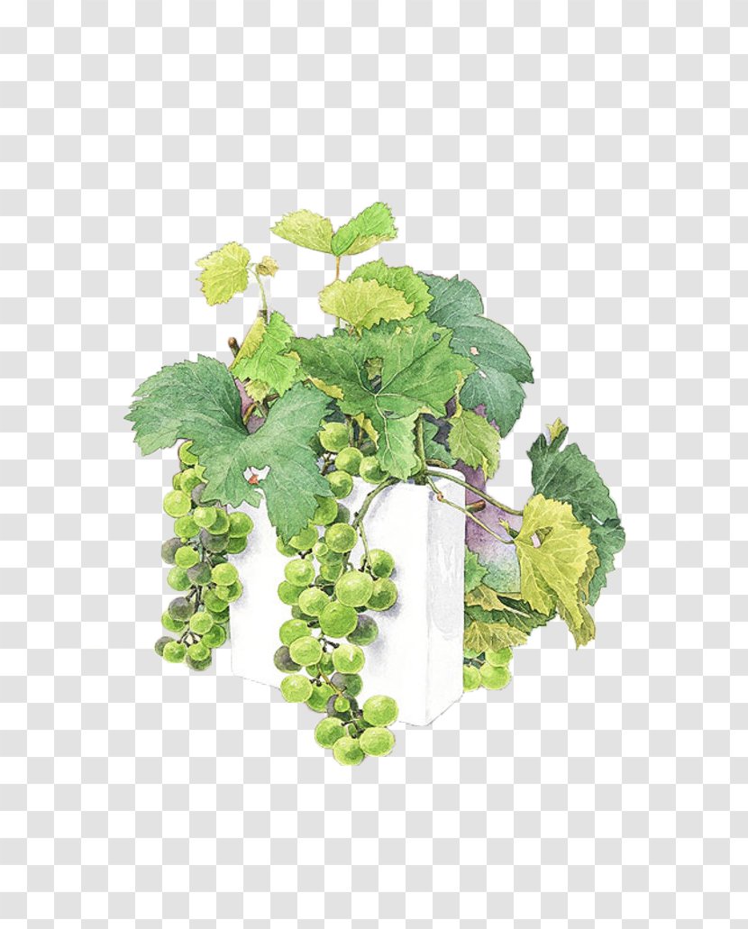 Watercolor Painting Grape Painter Illustration - Branch - Green Grapes Transparent PNG