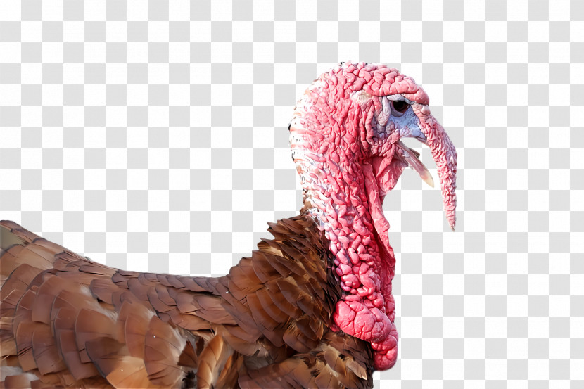 Landfowl Domestic Turkey Turkey Beak Transparent PNG