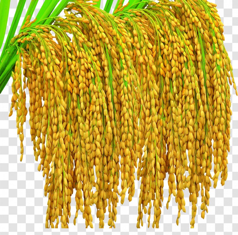 Golden Rice Oryza Sativa Crop Yield Seed Transparent PNG