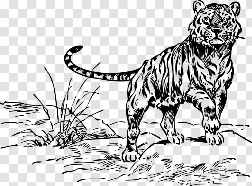Tiger Drawing Line Art Lion - Wildlife - TIGER VECTOR Transparent PNG