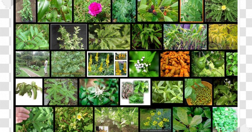 Biome Moss Flora Vegetation Fauna - Non Vascular Land Plant - Fruit Transparent PNG