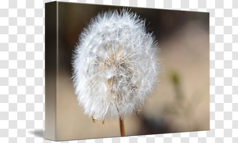 Dandelion Gallery Wrap Canvas Art Close-up - Flora Transparent PNG