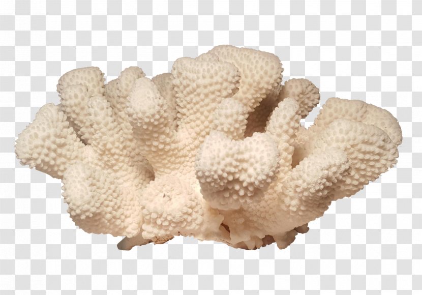 Pocilloporidae Coral Pocillopora Meandrina Biological Specimen Invertebrate - Cauliflower Transparent PNG