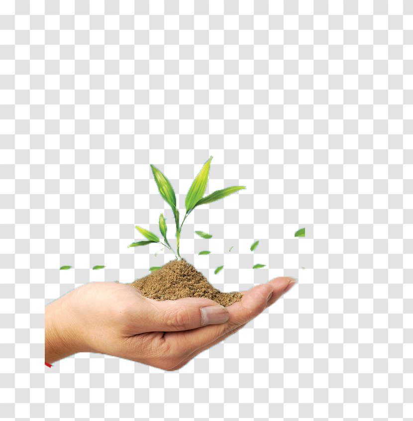 Soil Green Seedling Plant - Holding Plants Transparent PNG