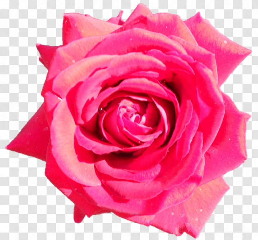 Garden Roses Cabbage Rose Floribunda China Petal - Flowering Plant - Flower Transparent PNG