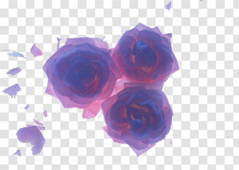 Beach Rose Blue Flower Petal Wallpaper - Family - Silver Transparent PNG