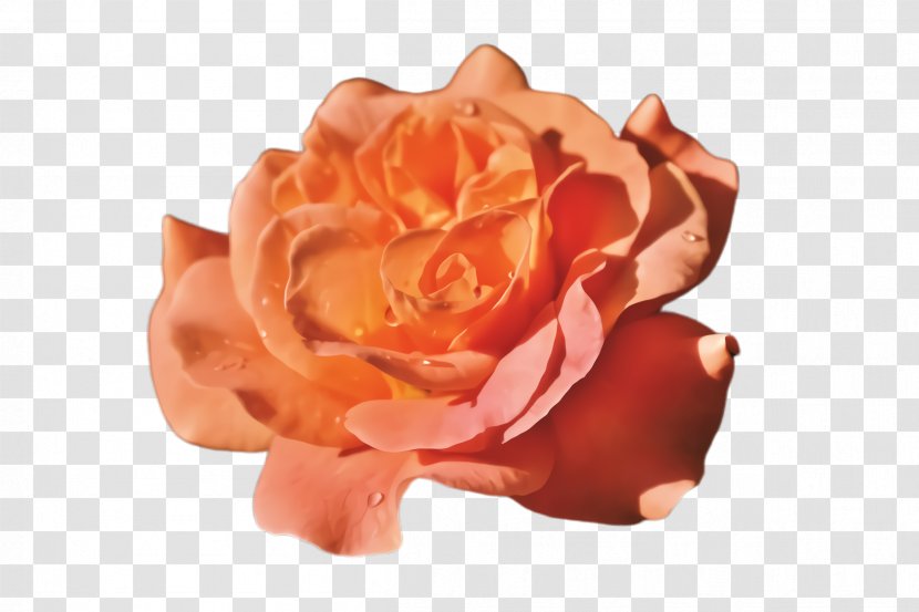 Garden Roses - Plant - Peach Transparent PNG