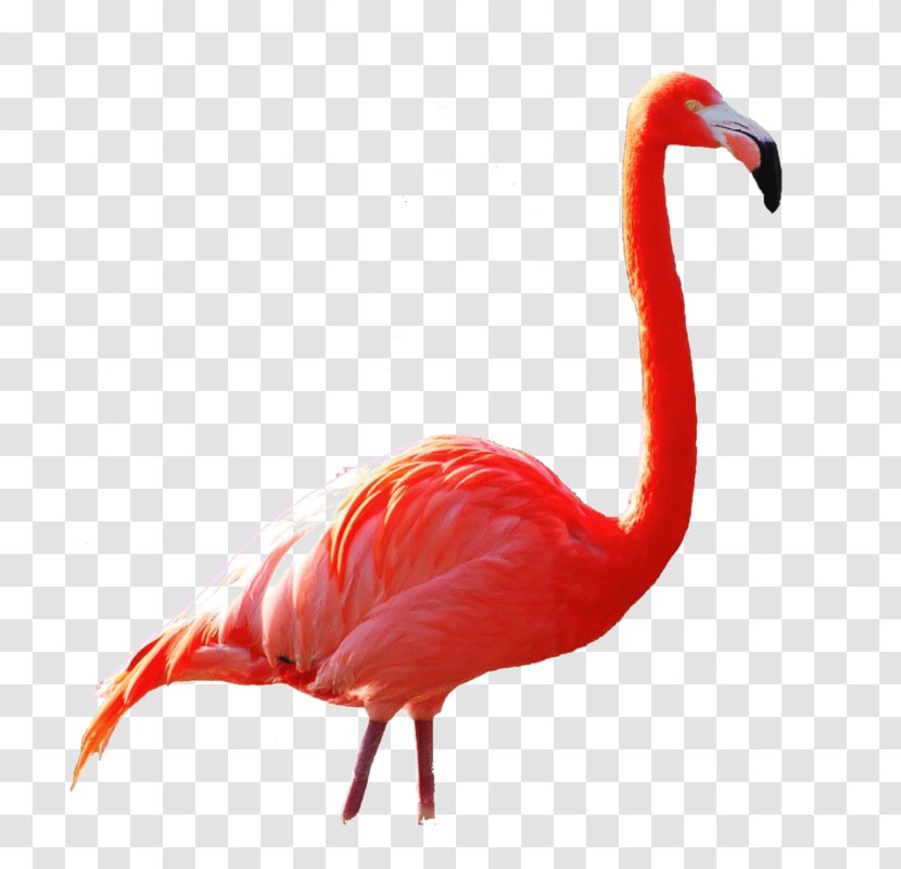 Beak Ibis - Bird - Flamingos Printing Transparent PNG
