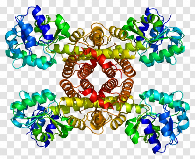 3-hydroxyisobutyrate Dehydrogenase Nicotinamide Adenine Dinucleotide Enzyme Gamma-glutamyltransferase - Phosphate - Art Transparent PNG