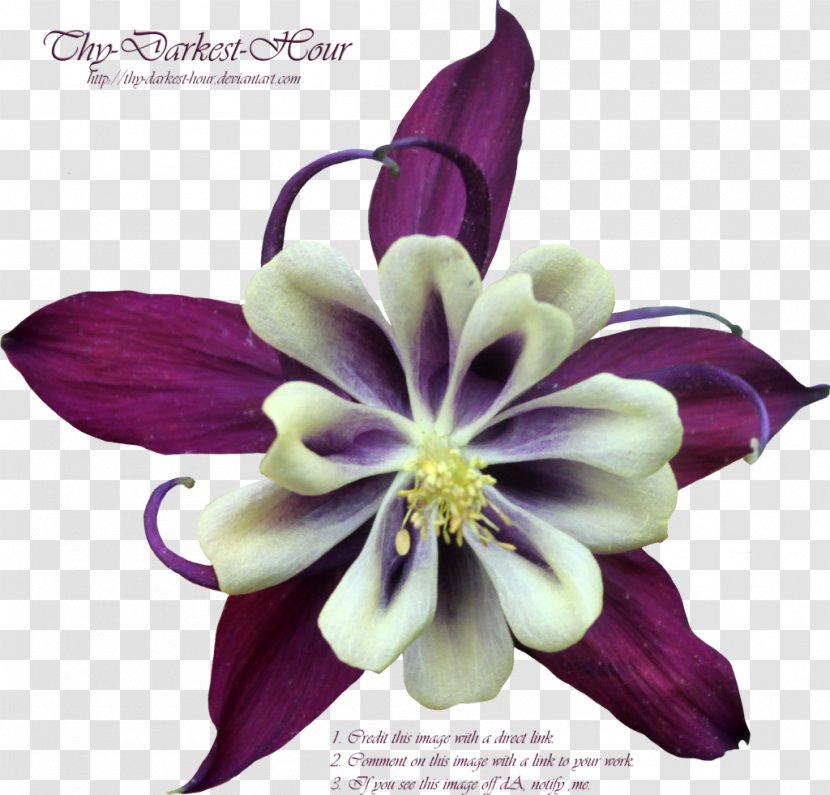 Purple Flower Violet - Bouquet Transparent PNG