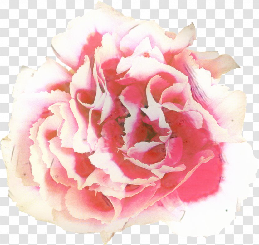 Peony Cut Flowers Garden Roses - Common - Artificial Flower Transparent PNG