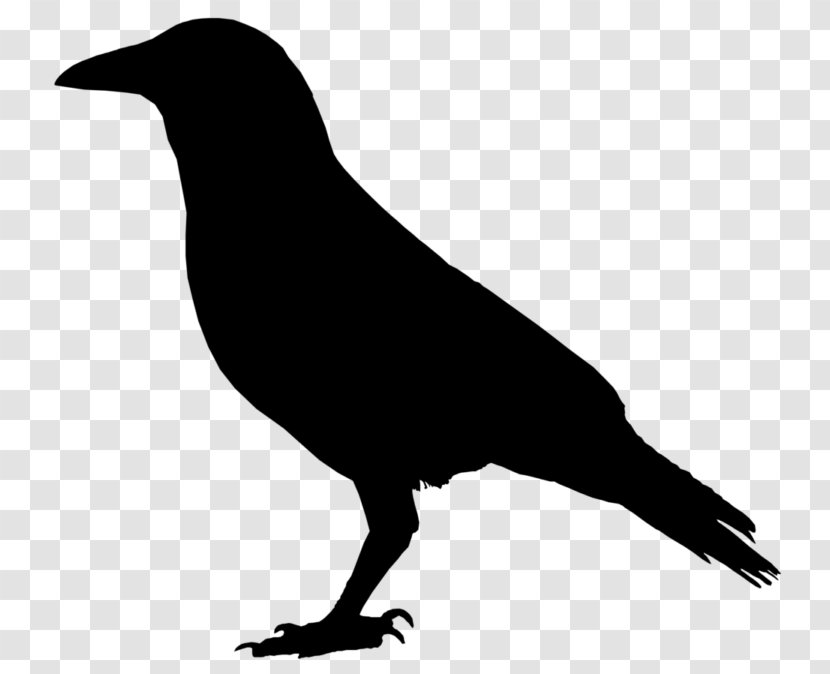 American Crow Common Raven Clip Art - Like Bird Transparent PNG