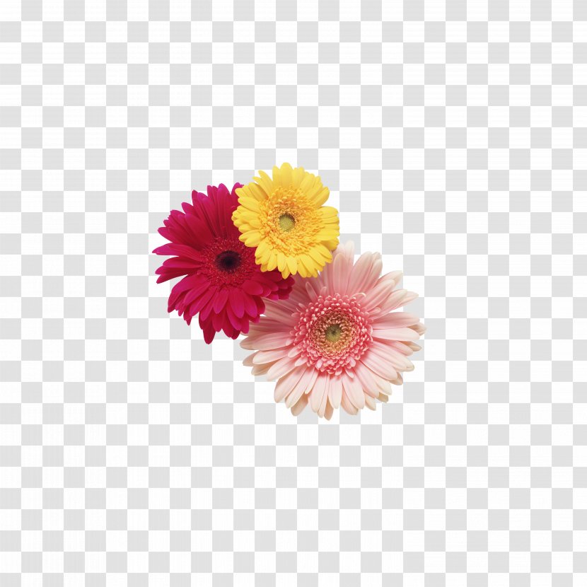 Transvaal Daisy Cut Flowers Stock Photography Clip Art - Flowering Plant - Chrysanthemum Tea,flower Transparent PNG