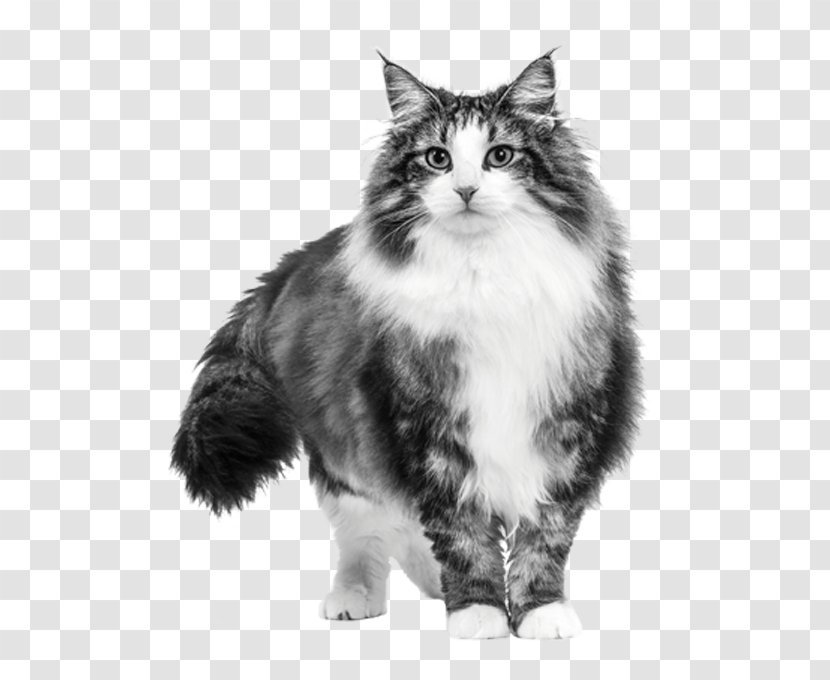 royal canin siberian cat