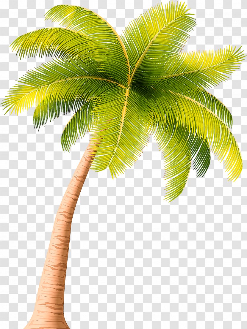 Palm Tree - Elaeis - Coconut Transparent PNG