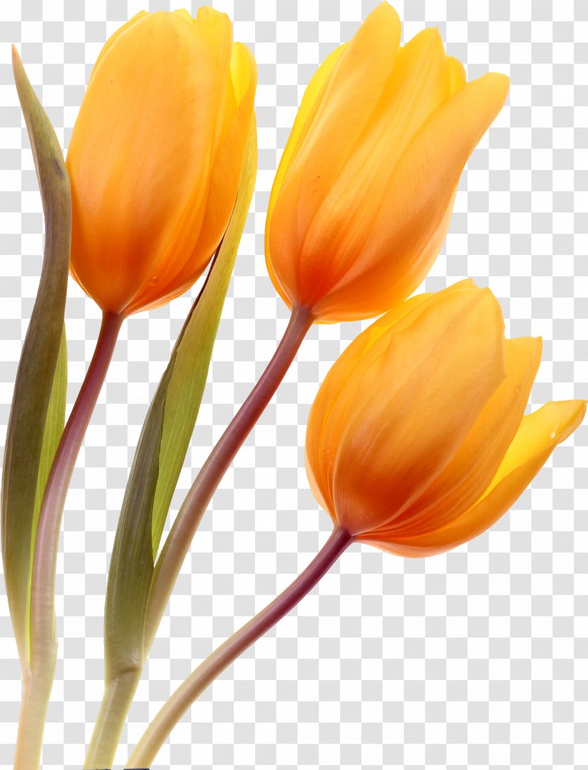 Tulip Cut Flowers Plant Stem - Petal Transparent PNG