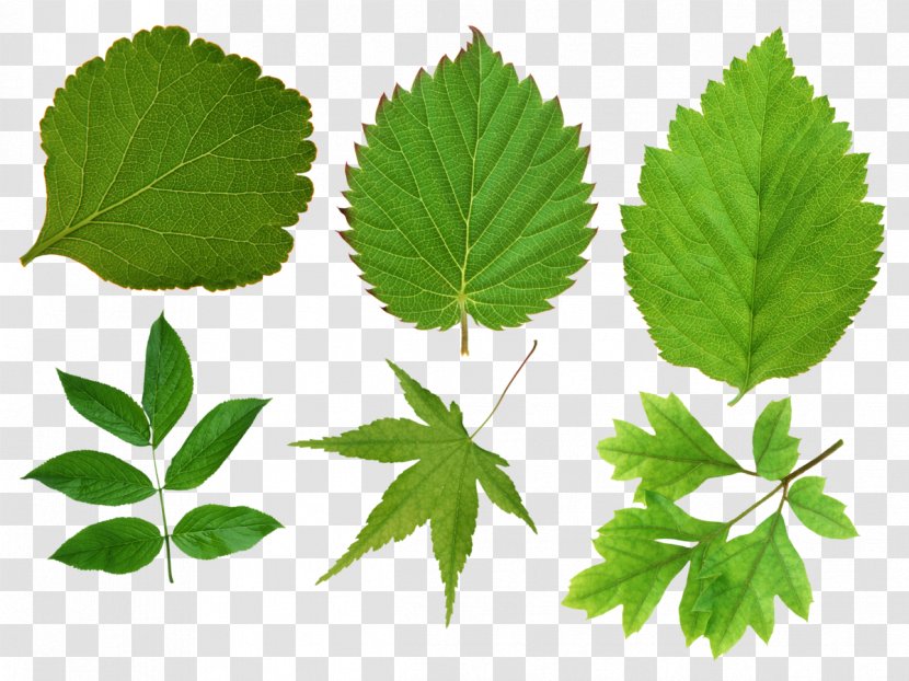 Leaf Image Resolution Clip Art - Green Leaves Transparent PNG