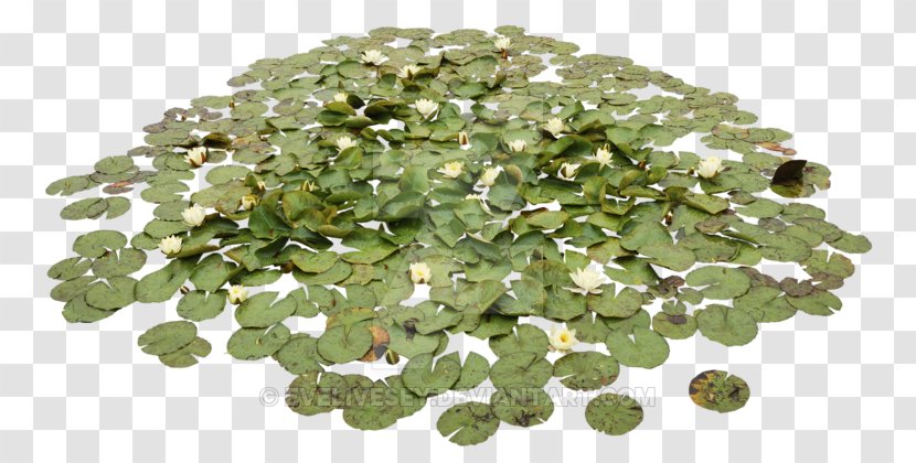 Water Lilies Pond Aquatic Plants Clip Art - Nelumbo Nucifera - Waterlily Transparent PNG