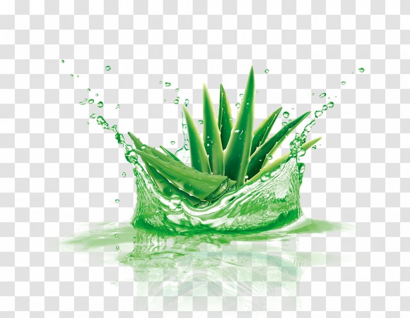 Aloe Vera - Skin - Green Transparent PNG