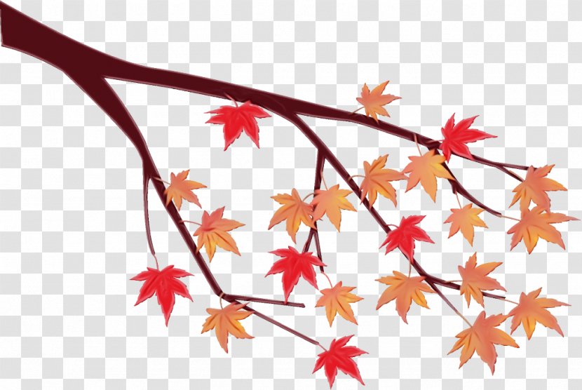 Maple Leaf - Black - Branch Transparent PNG