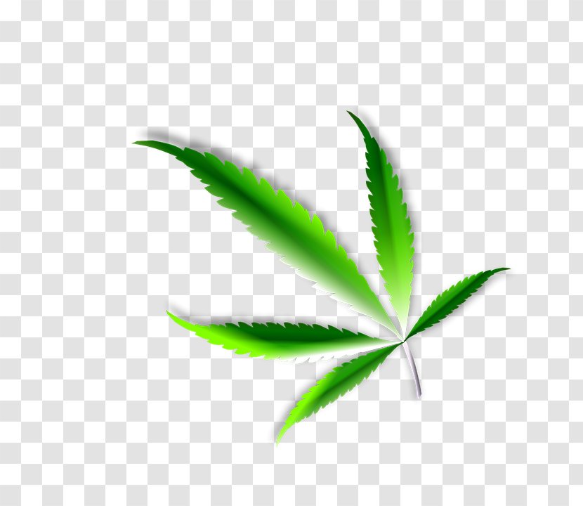 Medical Cannabis Sativa Cannabidiol Hemp Transparent PNG