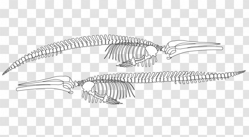 Silver Body Jewellery Black Human - Blue Whale Museum Transparent PNG