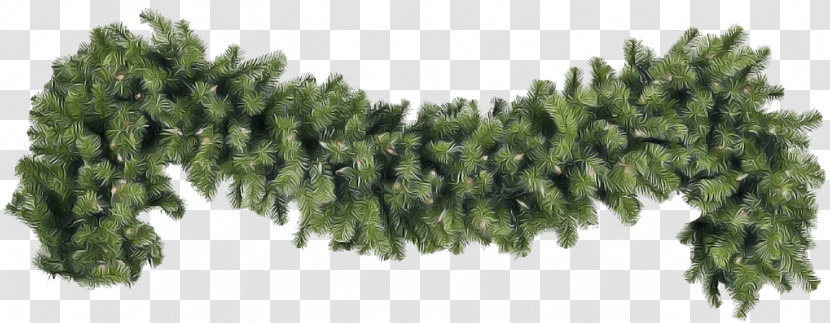 Plant Tree Grass Conifer Pine Family Transparent PNG