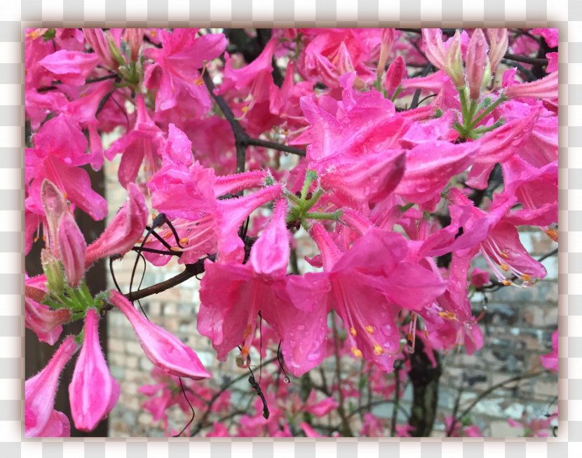 Azalea Flora Rhododendron Subshrub Pink M Transparent PNG