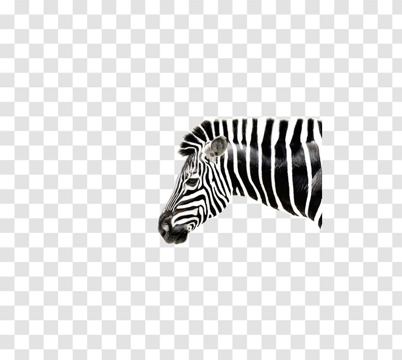 Burchell's Zebra Horses Quagga Transparent PNG