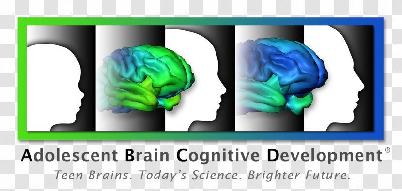 Brain Cognitive Development Human Cognition Adolescence - Frame Transparent PNG