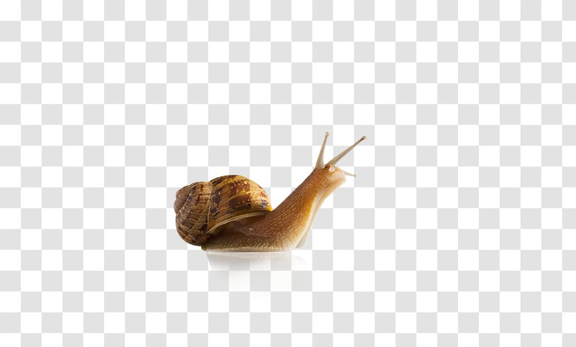 Snail Slug Seashell Gastropod Shell Stock Photography - Invertebrate - Snails Transparent PNG